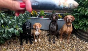 Cooper, Elvis, Gavi & Biba